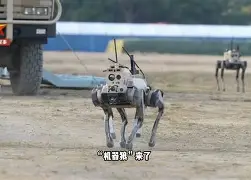 开云app登录-新疆狼群在积雪下挖出一条路的视频